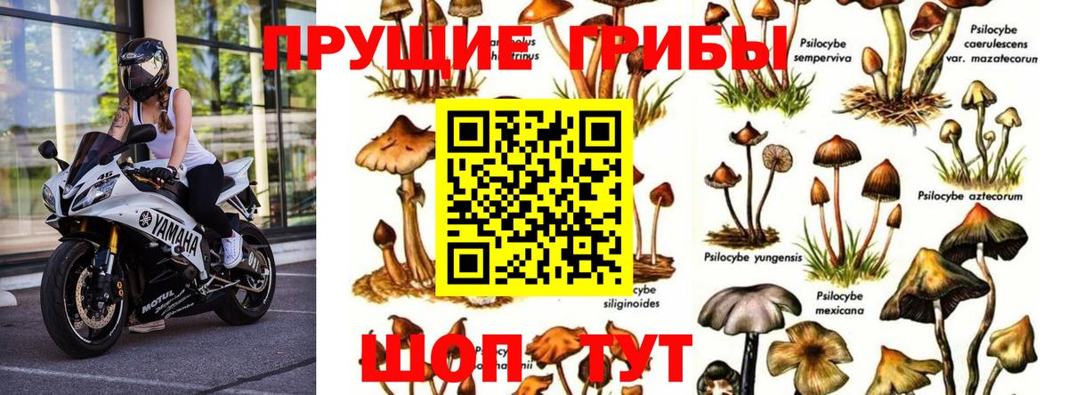 Красногорск  Галлюциногенные грибы мухоморы  Вход с VPN 